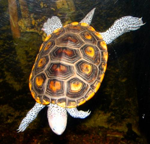 Malaclemys terrapin turtle