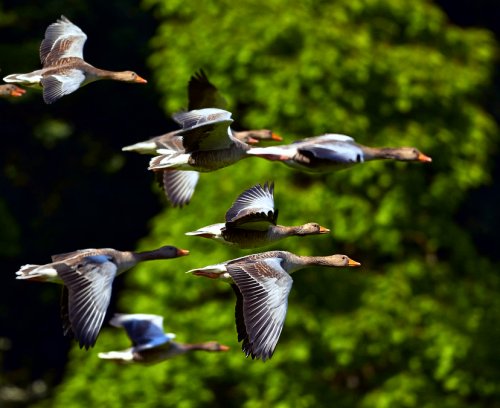 Animal Migration Pathological Science