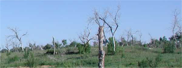 Dead trees in the Texas panhandle