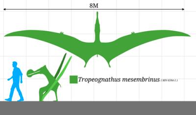 Wingspan of seen pterodactyl.